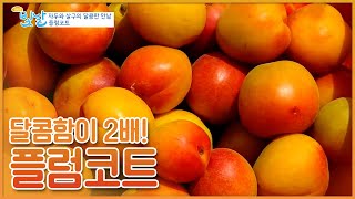 새콤달콤함의 끝판왕! 자두와 살구의 달콤한 만남 플럼코트 🍑