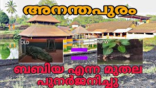 അനന്തപുരം പുതിയ മുതല എത്തി. ഈ അത്ഭുതം കാണാൻ ഭക്തരുടെ തിരക്ക് /Bibuka/babiya/ananthapuram lake temple