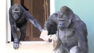 Shabani and Kiyomasa are  struggle over a burlap sack.シャバーニとキヨマサは、麻袋を奪い合う。 Gorilla ゴリラ