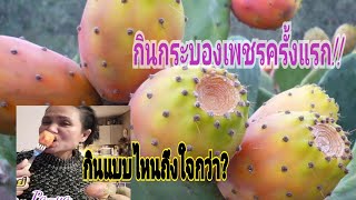 Ep.245 กระบองเพชรกินได้​ กินครั้งแรกก็พอแล้วจ้า..#เมียฝรั่งกินโชว์