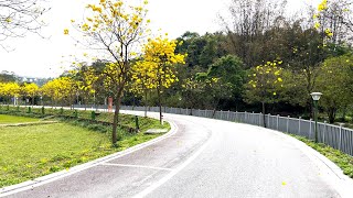 【4K-HDR】漫步黄花风铃木小径，聆听小桥流水和虫鸣鸟叫-Stroll along the path of yellow flowers and bell trees