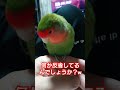 反省してるかと… _ コザクラインコ lovebird 小桜 インコ shorts