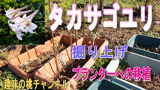 【タカサゴユリ】掘り上げ　プランターへの移植　25/1/3