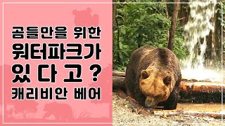 [ZOO뗌므] 오직 곰만을 위한 워터파크?! | 에버랜드 사파리월드 캐리비안 베어