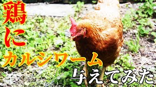 アルダブラゾウガメとボリスブラウンにカルシワームを与えてみたaldabrachelys gigantea　Hyline chicken　हाइलाइन चिकन　एल्डब्रा विशाल कछुआ