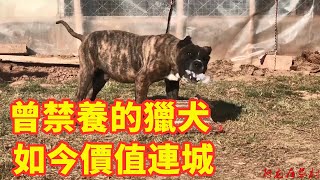 小伙专业养殖猛犬，曾被许多国家禁养！如今高價未必買到好品種！