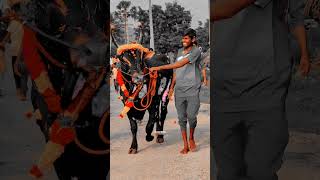 🔥Sangili Karuppan💥Blacks Lover🖤| #jallikattu #kaalai #videos #cow #trendingshorts