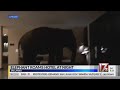 Elephant walks through hotel in Sri Lanka