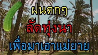 เรื่องสั้น​ นิยาย​เสียง​ เสียงฝนขับกล่อม​รอบตัว