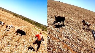 Tio Toin vs Javali - Filho do Baruc na cola