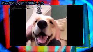 【面白動画　犬】超かわいいゴールデンレトリバーの最高に可愛い＆おもしろハプニング動画２０選【思わず笑える面白動画まとめ】