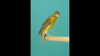 Persian canary/16توضیح در مورد پرریزی قناری