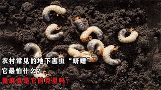 农村常见的地下害虫“蛴螬”，它最怕什么？蓖麻真是它的克星吗？