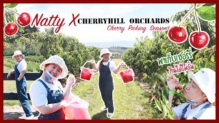 พาเที่ยวสวนเชอร์รี่ในเมลเบิร์น เก็บกินได้ไม่อั้น | CherryHill Orchards 🍒