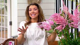 Barbara King 4-Piece Shades of Pink Astilbe Live Plants on QVC