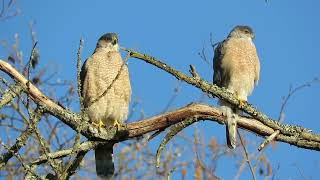 My Best DVD Cooper's Hawk Nesting