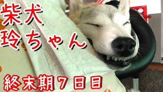 【乳腺ガンからの転移】多発性脳腫瘍で看取り 15歳の老犬 柴犬 玲ちゃんの看取り介護7日目