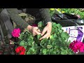 How to Grow Geraniums  Garden Ideas  Peter Seabrook