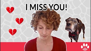 3 Uplifting Things to Do After Losing a Pet