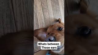 what's between those ears #dog #cute #omg #funny #subscribe #new #youtube #goldenboy #shortsclip