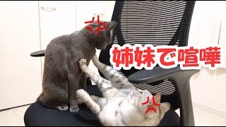 猫の喧嘩…ハムとマロの場所取り争い！