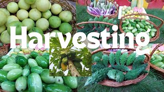 Rooftop Organic Vegetables And Fruits Harvesting With Gardening Tips || छतपर ढेर सारी सब्जीया उगाए||