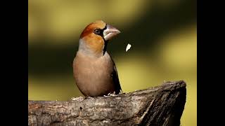 The hawfinch at the feeder