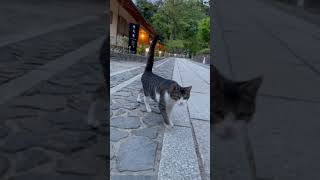 【伏見稲荷】すぐに気づいて駆け寄る子猫オハチ　A kitten who immediately notices and runs up