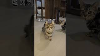 호기심 많은 고양이들의 일상 #고양이 #고양이일상