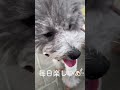 辛い時は僕の姿思い出して🐶トイプードルのトルテより🐶階段を爆走する犬🐶【tiktok】