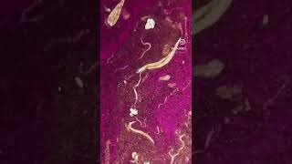 Share to Lipstick paithiyams😂 #satisfying #microscope #art painting #usa #lipstick #bacteria #uae
