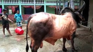 Fighter Bull Sylhet Biswanath Sada Mostan \u0026 Machine Gun 2020