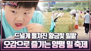 [매거진 톡톡] 드넓게 펼쳐진 황금빛 밀밭, 오감으로 즐기는 양평 밀 축제