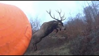 4 sangliers prélevés ! Chasse au gros gibier ! (cerf et sanglier)