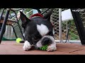 보스턴테리어 강아지 모임에가다~ 1ㅣboston terrier a group of 30 puppies ep.31