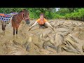 Harvesting Lots Of Fish At Mud Pond. Use Horse Carry Fish Goes To Market Sell. Ly Tieu Toan