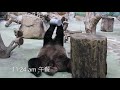 20210511 圓寶圓圓睡一塊 寧啃樹皮不喝奶 giant panda yuan yuan u0026 yuan bao