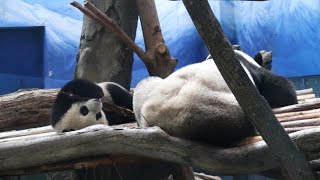 20210511 圓寶圓圓睡一塊 寧啃樹皮不喝奶 Giant Panda Yuan Yuan \u0026 Yuan Bao