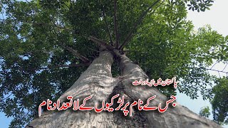 Beauty of Bombax Ceiba Or Kapok Tree | Sumbal or Silk Cotton Tree in Pakistan | Abdul Majeed Batti