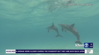 WakeUp2Day: New NOAA regulation protects Hawaiian Spinner Dolphins from close encounters