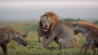 Los ANIMALES más PELIGROSOS del Mundo #1: África - Documental Nat Geo Wild