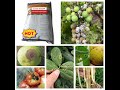 #Zineb 80%WP   #Pesticide  #Insecticide  #Fungicide  #Herbicide  #Growthregulator