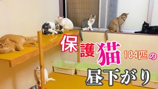 【保護猫シェルター】シェルターの昼下がり、とても静かなルームツアーです。