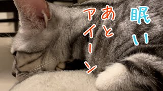 【アメショのサラ】アイーンしながらベッドに突っ伏して寝る猫　A cat sleeping with his chin on his hand and lying down on the bed.