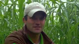 Amazing Cover Crop Field of Millborn's Premium Grazing Mix | Part 1