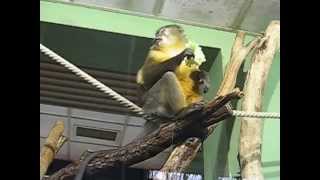 Tukal is eating (Golden-Bellied Mangabey - Aranyhasú mangábé)