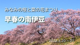 みなみの桜と菜の花まつり【早春の南伊豆】2022　青野川沿い桜さんぽ♪