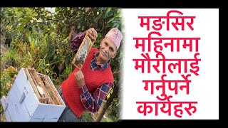 मङ्सिर महिनामा मौरीलाई गर्नुपर्ने कार्यहरु 😍 | Nepal Bee Keeping