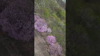 段丘桜2024 #Shorts #つなすみチャンネル #段丘桜 #津南町 #新潟観光