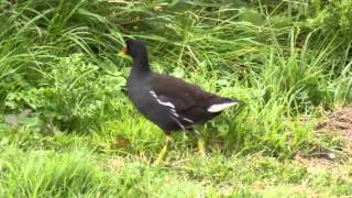 Common Moorhen (Gallinula chloropus)